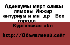 Адениумы,мирт,оливы,лимоны,Инжир, антуриум и мн .др - Все города  »    . Курганская обл.